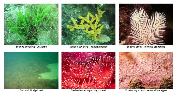 Morphospecies component examples