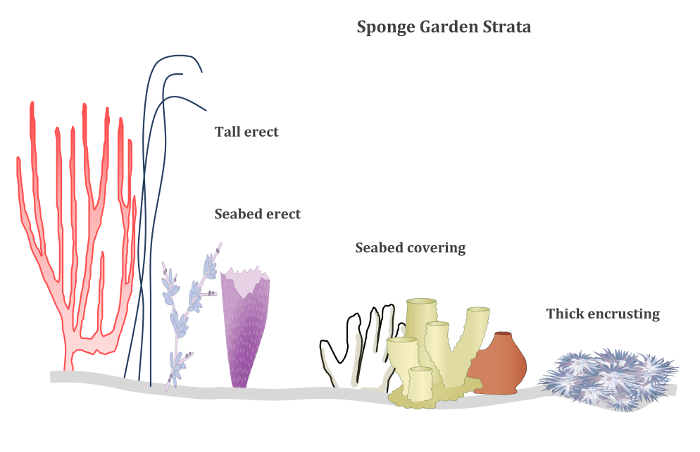Sponge garden strata
