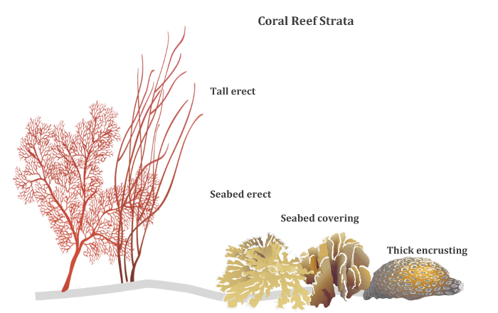 Coral reef strata