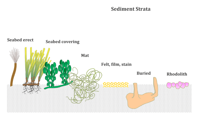Sediment strata