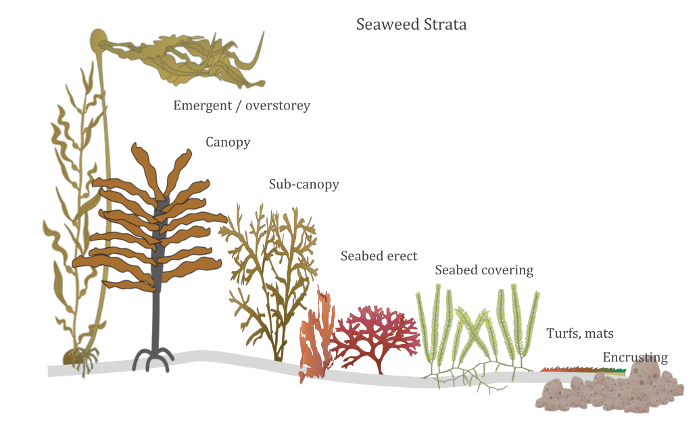 Seaweed strata