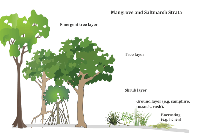 Mangrove and saltmarsh strata