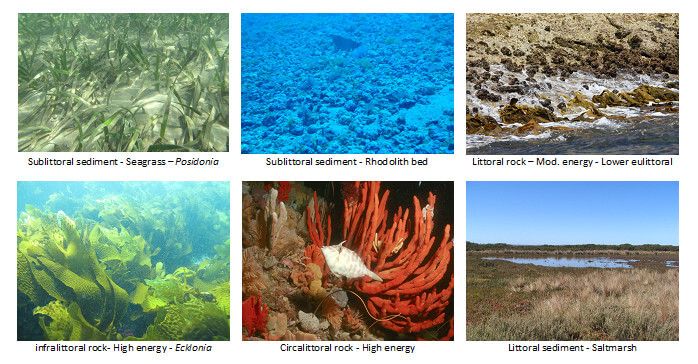 Biotic component examples